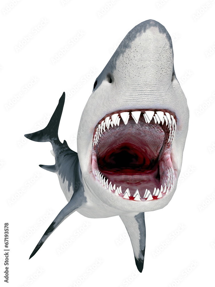 Great White Shark Great White Shark