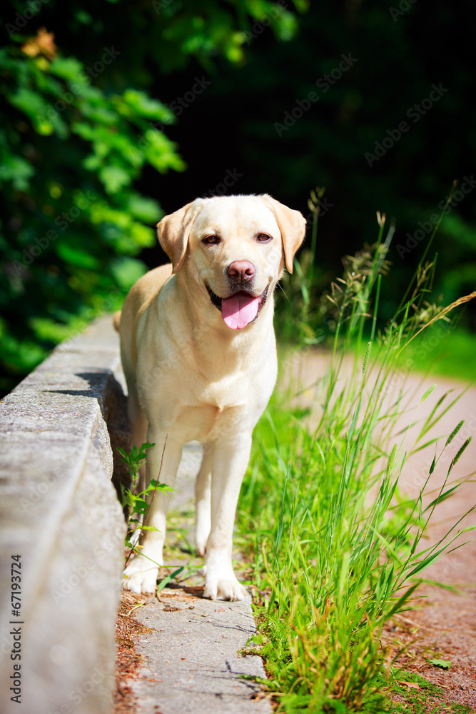 labrador retriever dog labrador retriever dog