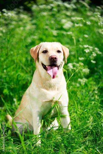 labrador retriever dog