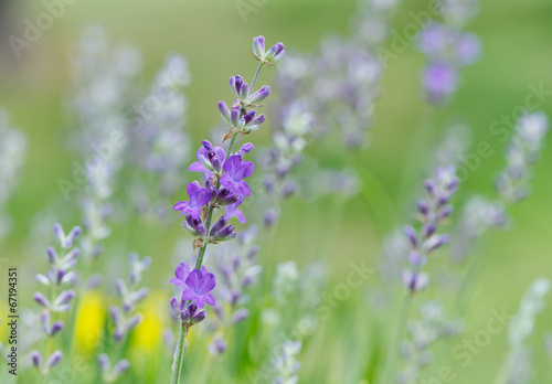 Lavender flowers