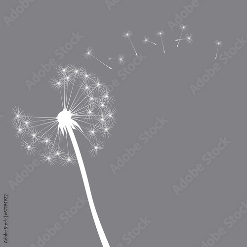 grey vector dandelion illustration