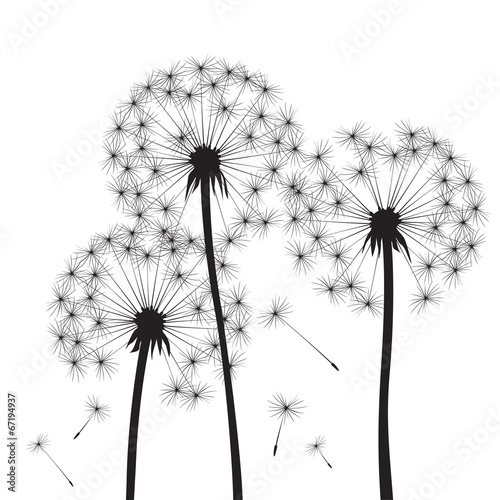 black vector dandelions illustration