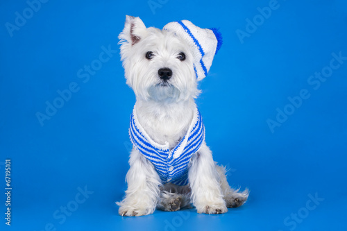 Принти на полотні dog dressed as a sailor