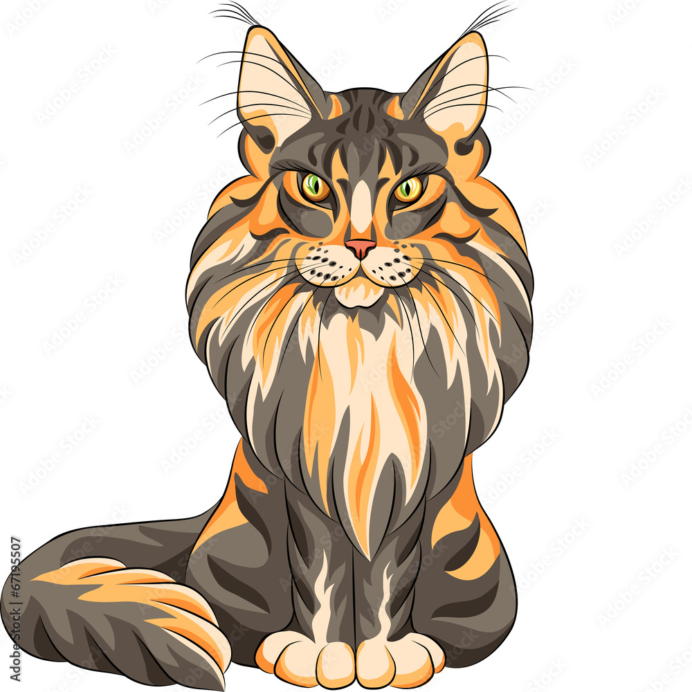Naklejka premium Vector color sketch fluffy Maine Coon cat
