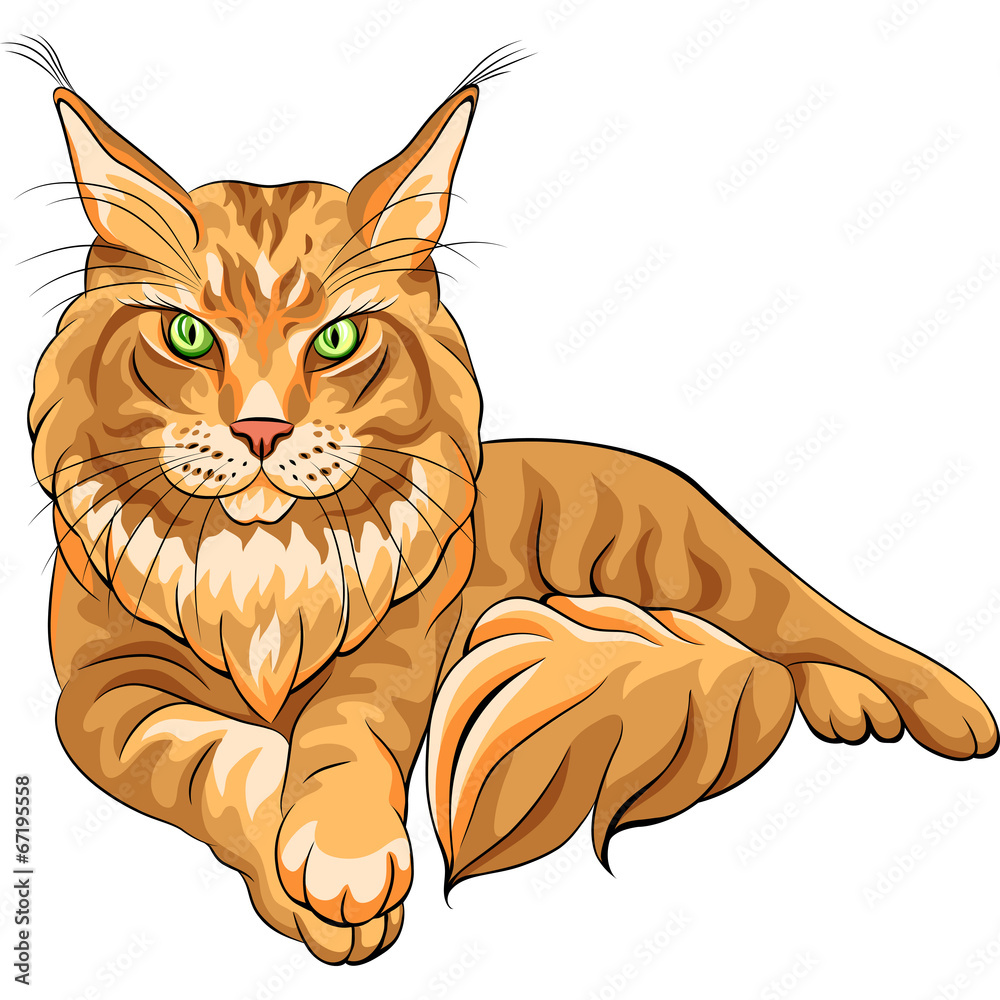 Fototapeta premium Vector color sketch fluffy Maine Coon cat