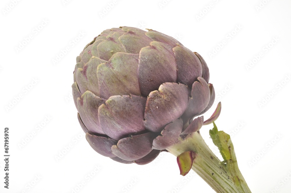 Fototapeta premium A freshy artichoke on white background