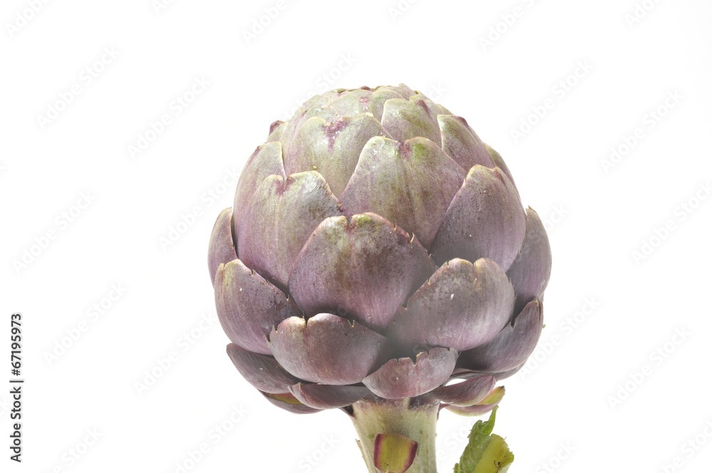 Obraz premium A freshy artichoke on white background