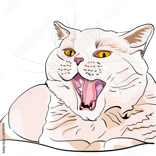 vector British shorthair lilac cat screaming MEOW