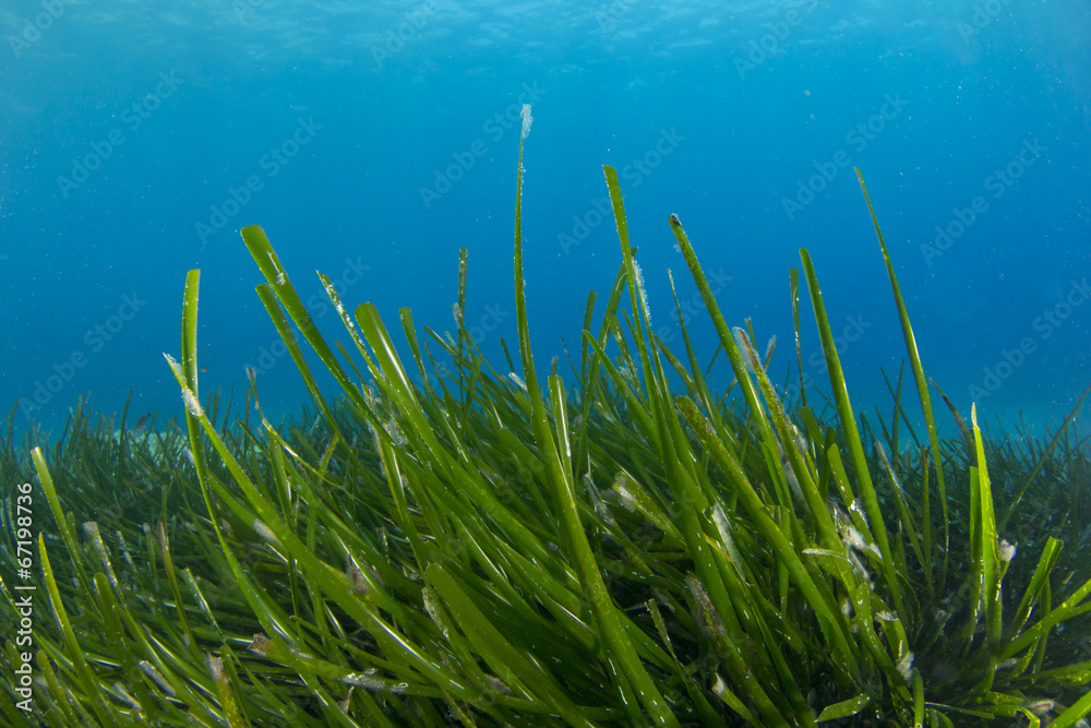 Sea Grass Underwater Sea Grass Underwater