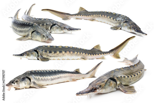 Sturgeon fish collage