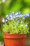 blue flowers in the pot