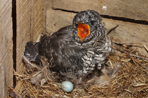 cuculo codirosso uccello photo