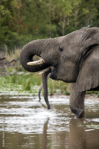 elephant drinking along the river
