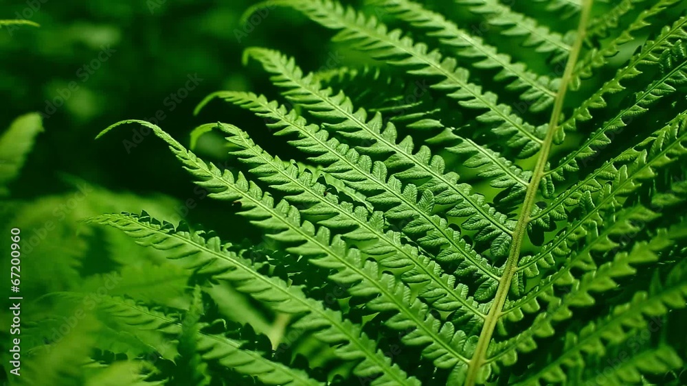 Green fern Green fern