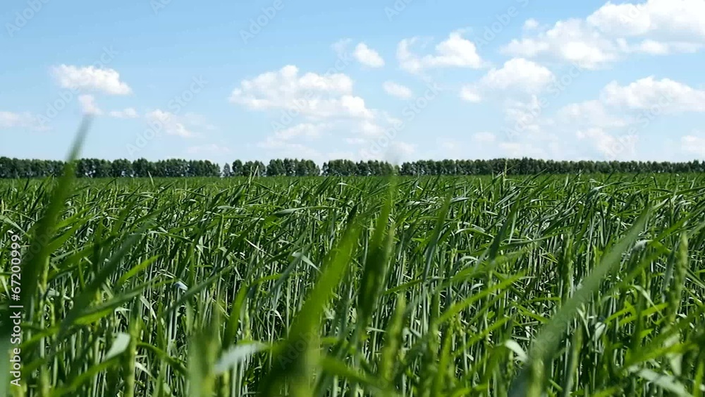 Big green field of young wheat Big green field of young wheat