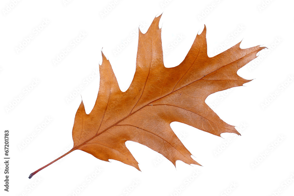 Feuille de chêne morte sur fond blanc Feuille de chêne morte sur fond blanc
