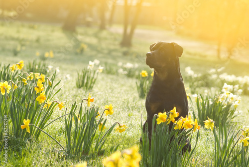 Hund und Narzissen