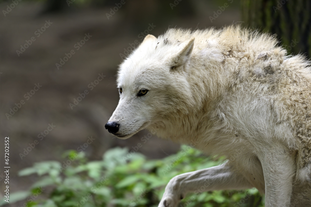 Arctic Wolf