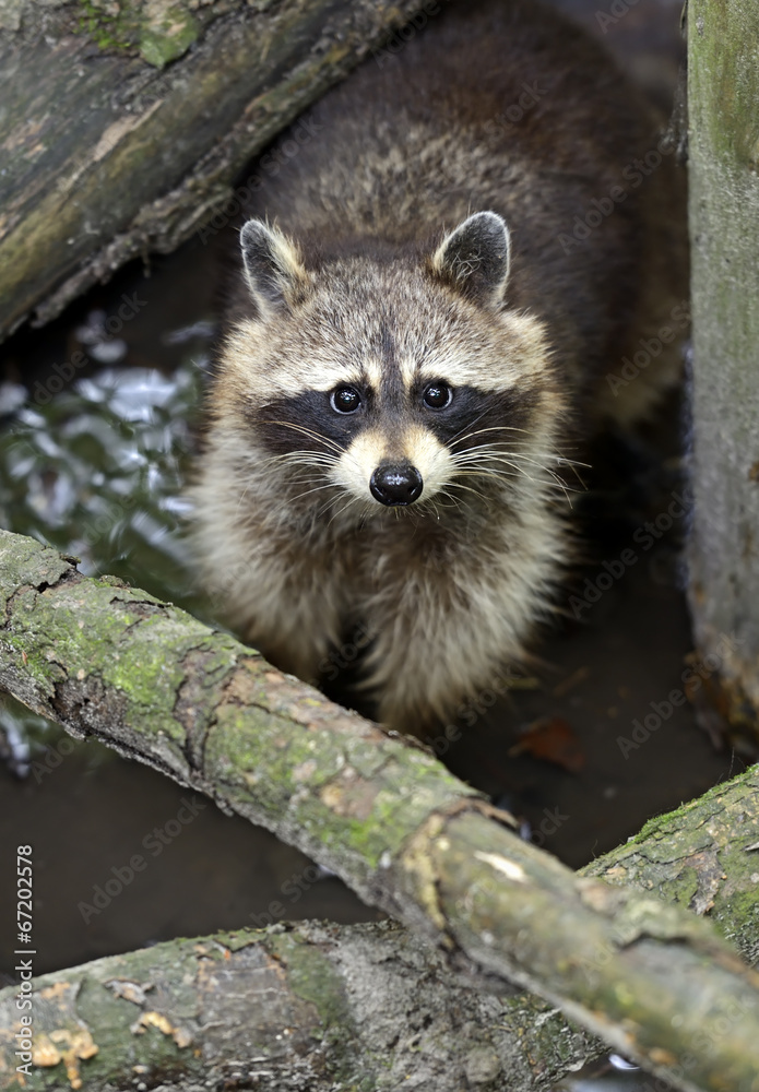 Raccoon
