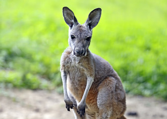 Wandcirkels Kangoeroe Kangoeroe in Australisch landschap  © kyslynskyy