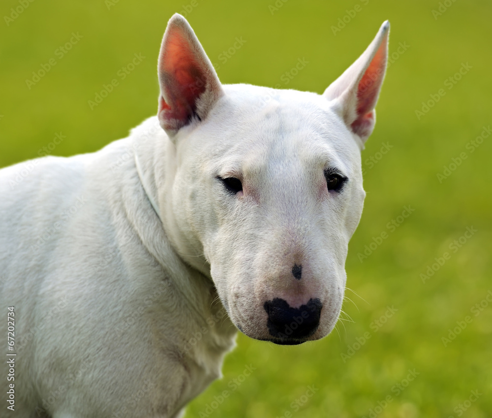 Bull terrier