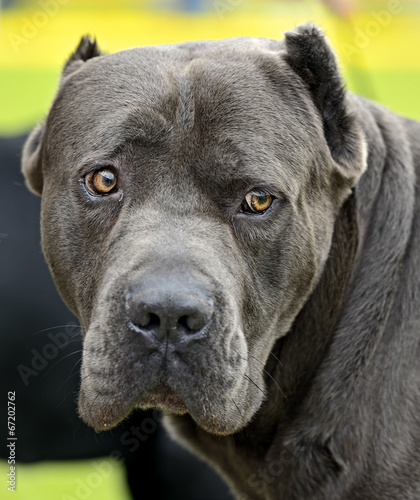 Cane Corso