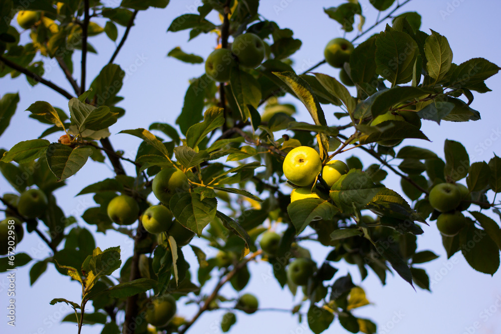 Fresh ripe green apples on tree on sunset