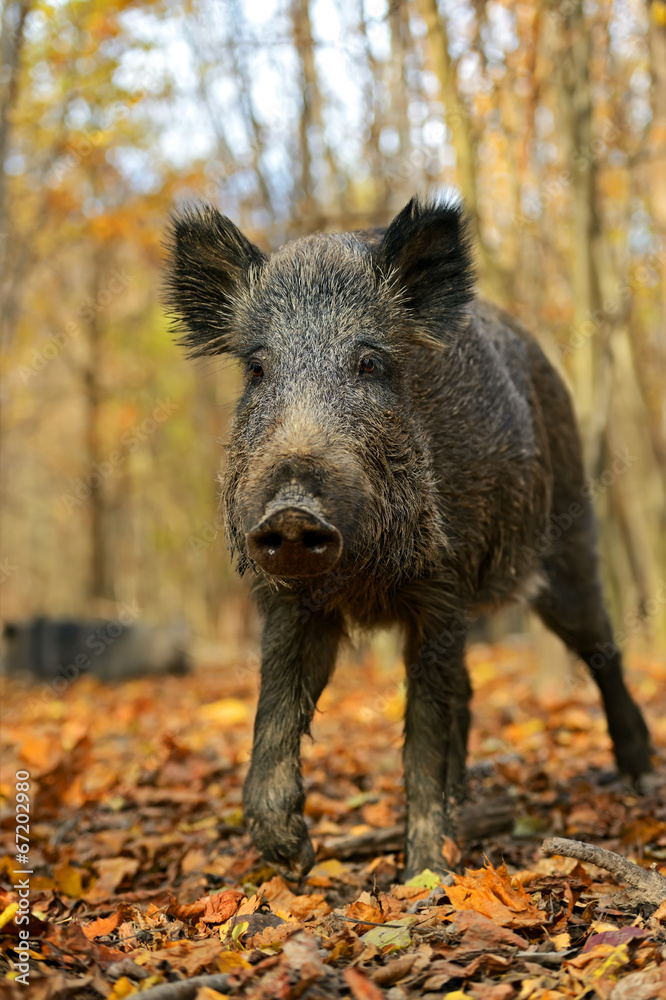 Wild boar