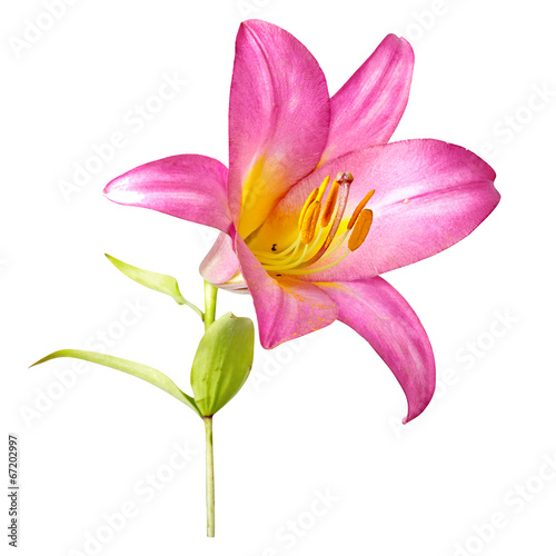 Fototapeta Naklejka Na Ścianę i Meble -  pink  lily isolated on white background