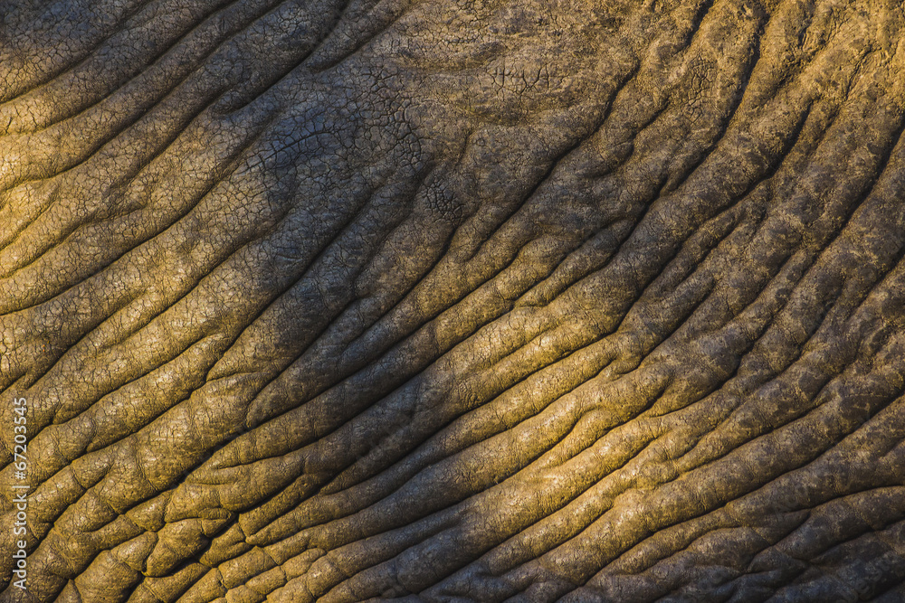 Fototapeta premium Detailed elephant skin texture