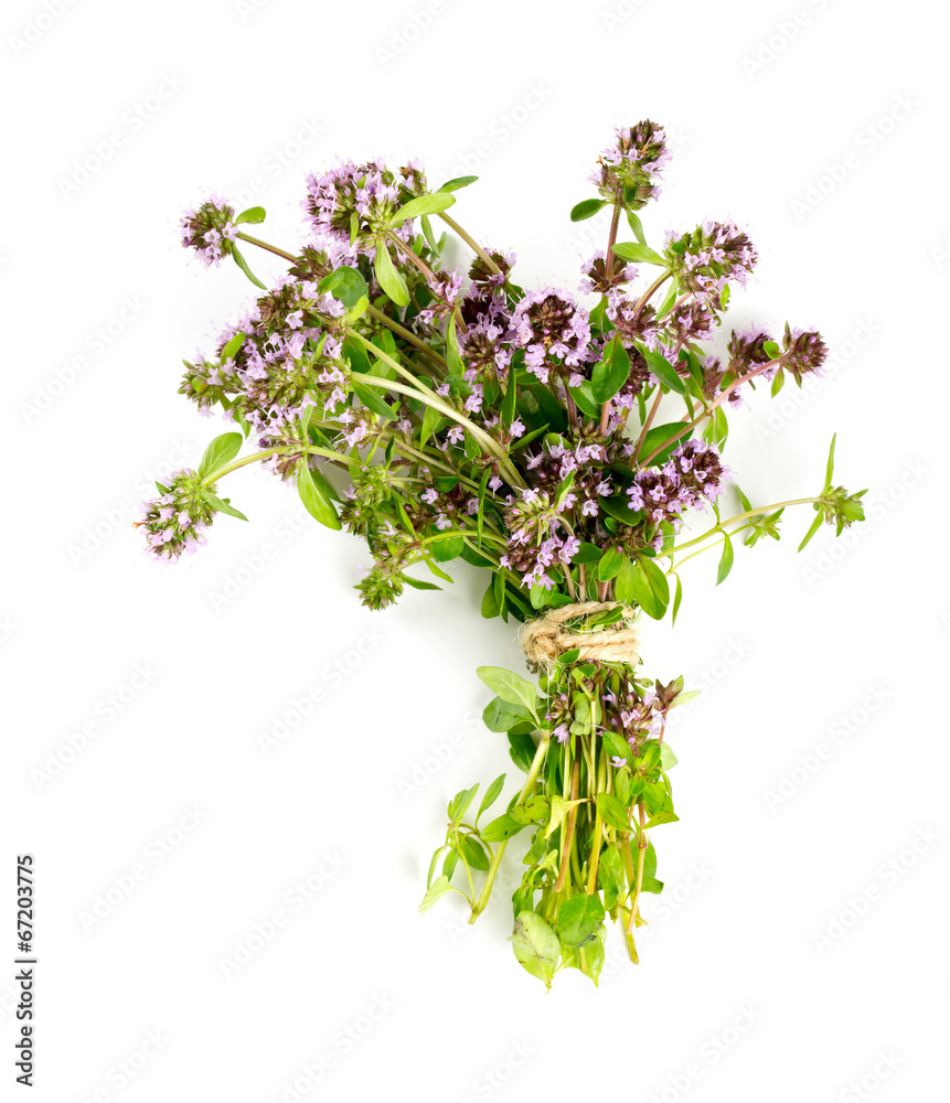 thyme flowers isolated on white thyme flowers isolated on white