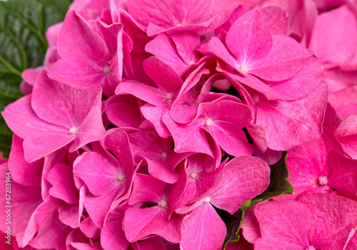 hydrangea close up