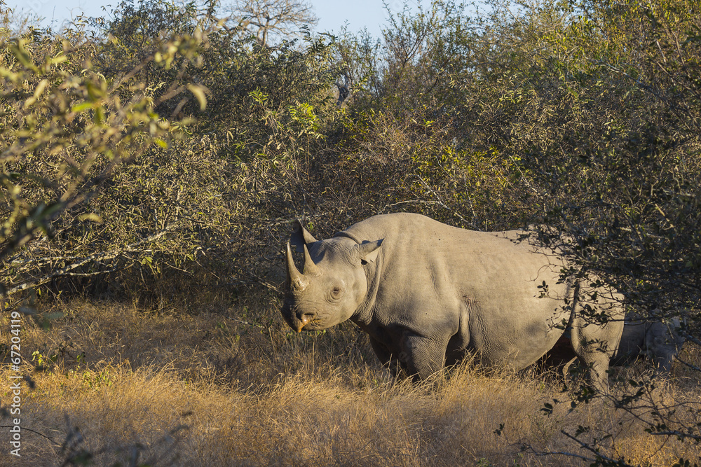 Black rhino in the wild Black rhino in the wild
