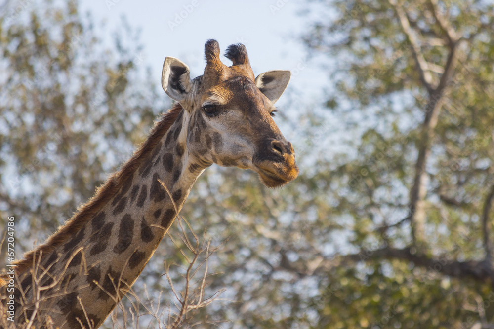 Giraffe eating at the tops of trees Giraffe eating at the tops of trees