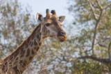 Giraffe eating at the tops of trees
