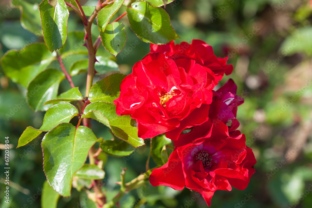 red wild rose with thorns outdoors