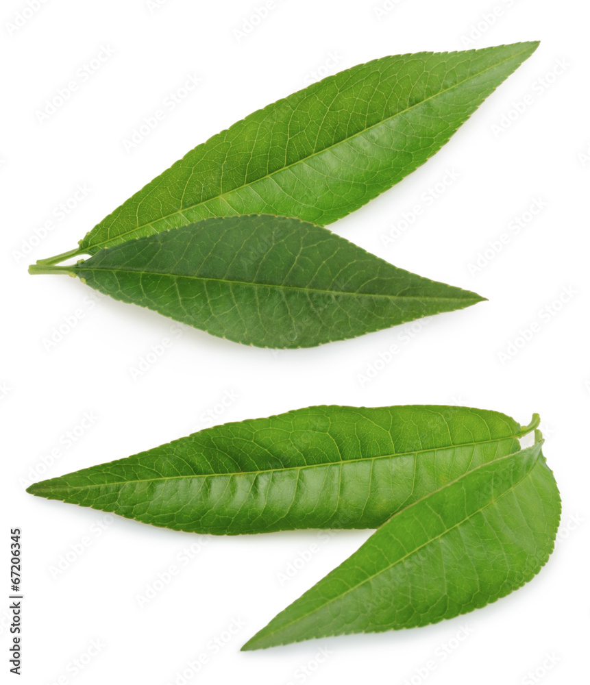 Obraz premium Peach leaf isolated on white background