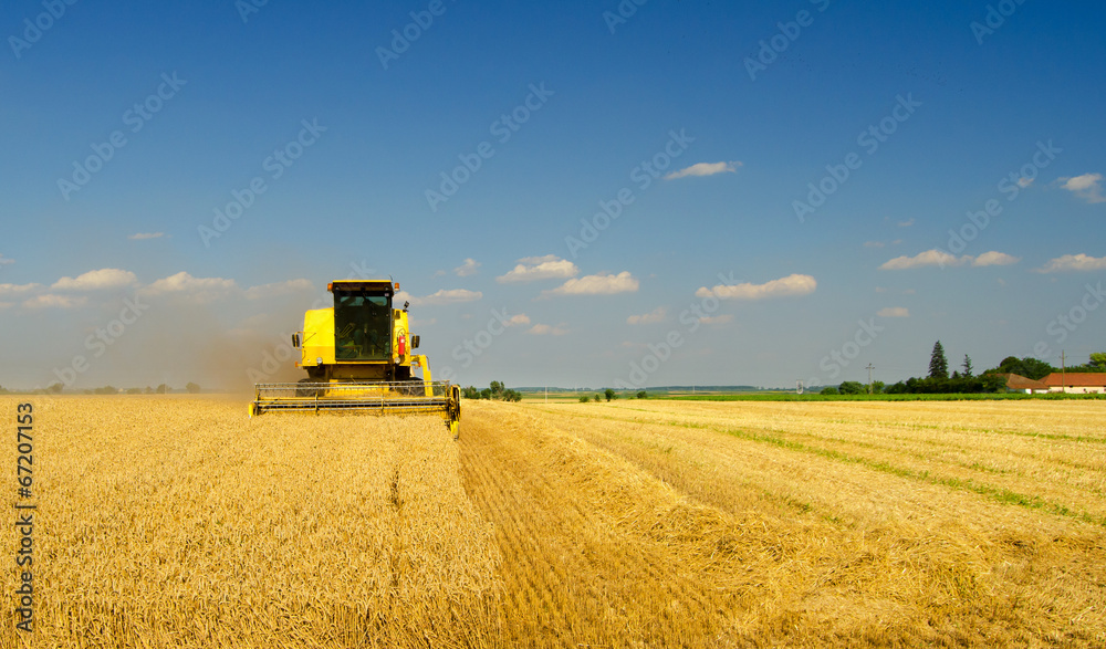 Obraz premium Harvester combine harvesting wheat