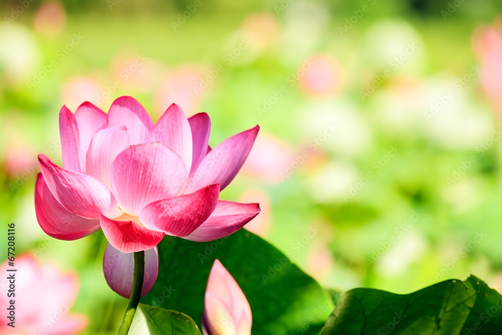 Beautiful pink waterlily or lotus flower in pond