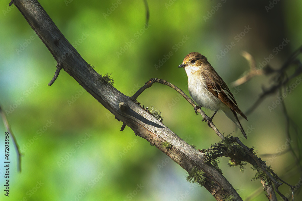 Pied Flycatcher sitting on a branch Pied Flycatcher sitting on a branch
