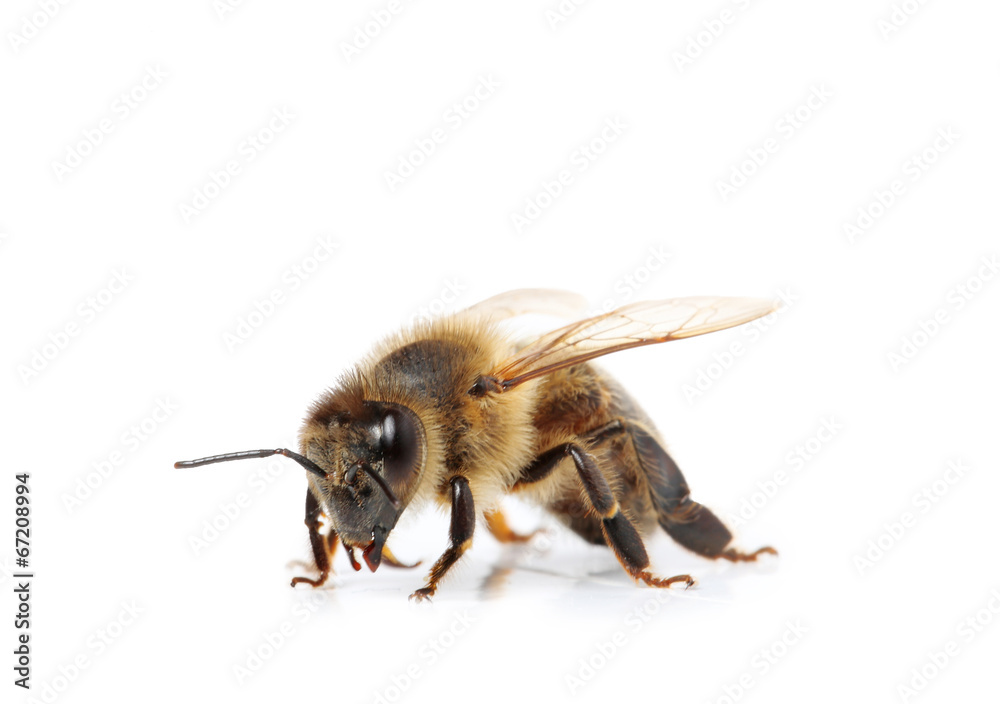 abeille - obrazy, fototapety, plakaty 