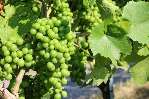 Weinreben