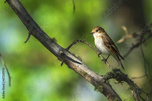 Pied Flycatcher sitting on a branch