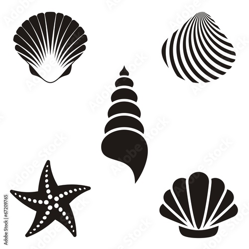 Sea shells #67209765