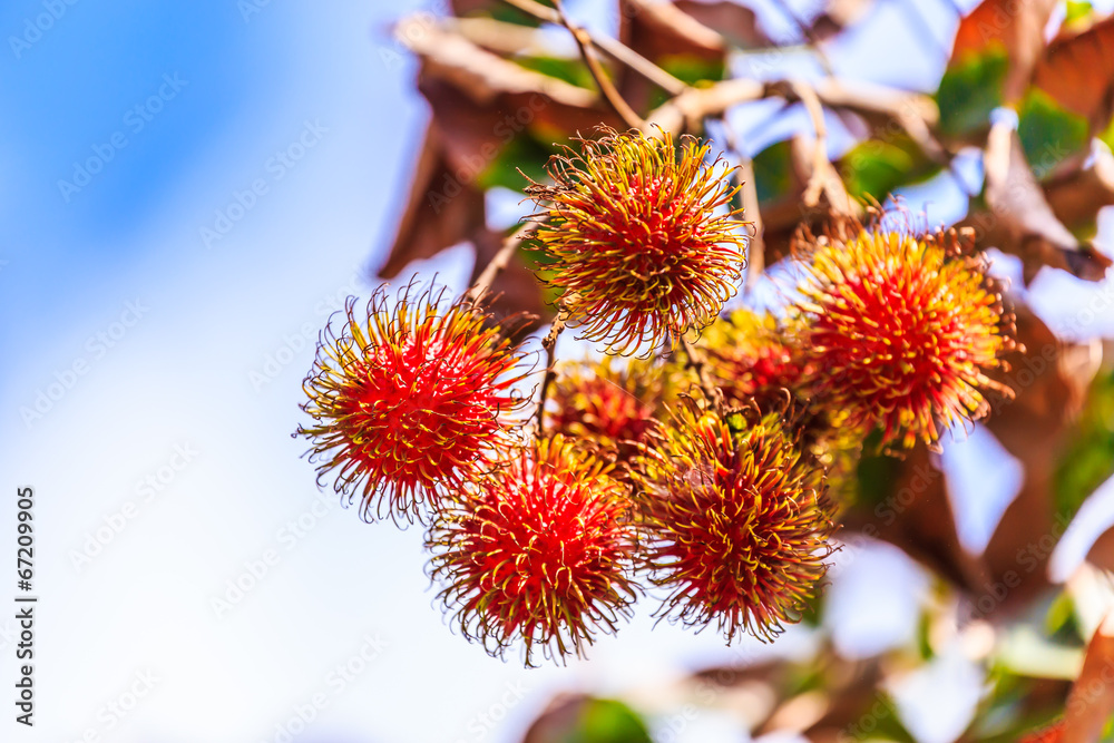 fresh Thai rambutan fruit on tree . fresh Thai rambutan fruit on tree .