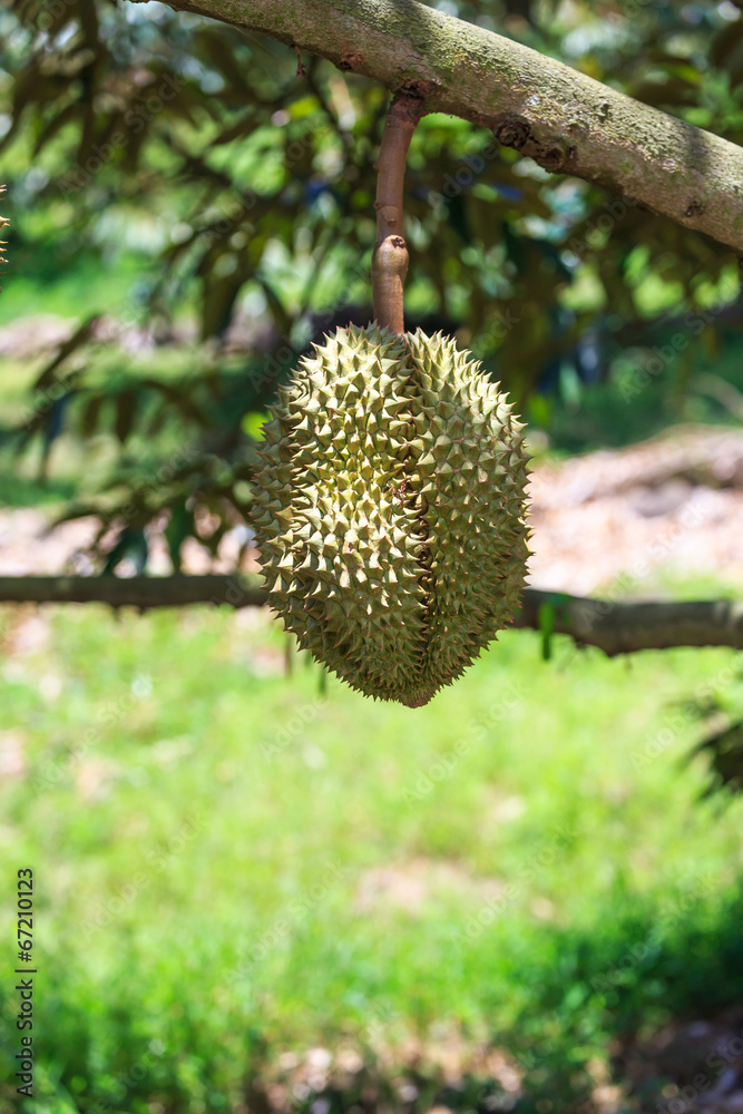 Fresh durians, the king of fruit on the tree. Fresh durians, the king of fruit on the tree.