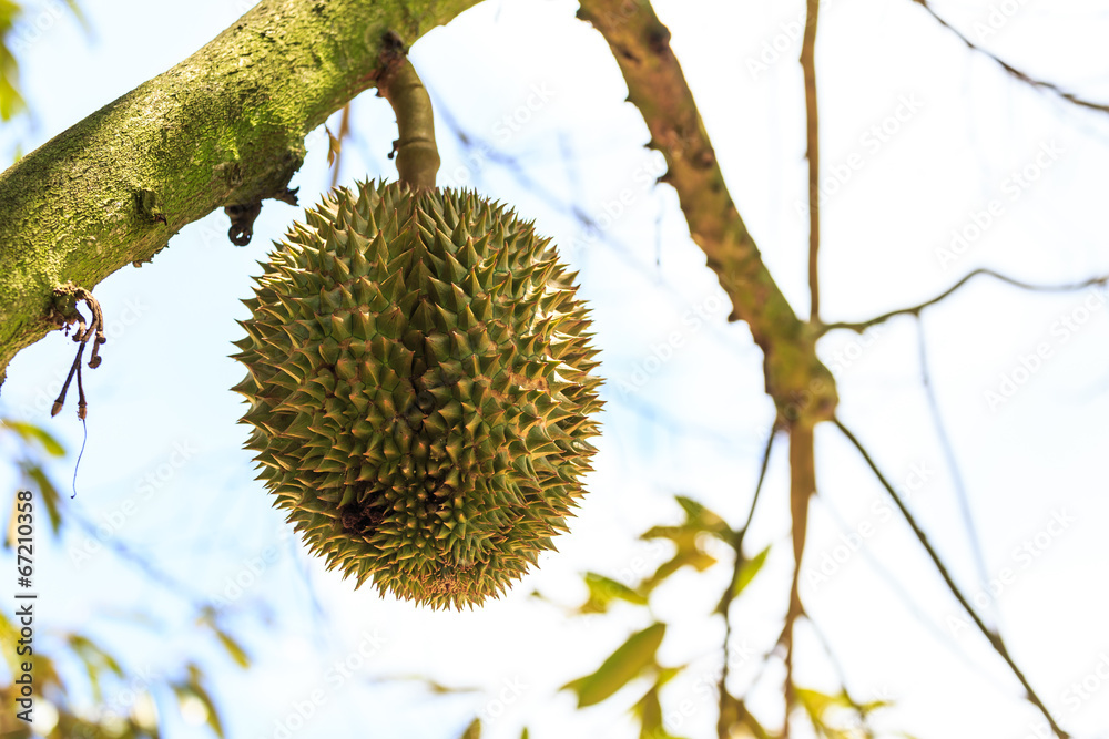 Fresh durians, the king of fruit on the tree. Fresh durians, the king of fruit on the tree.