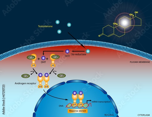 Obraz na plátně Testosterone signaling