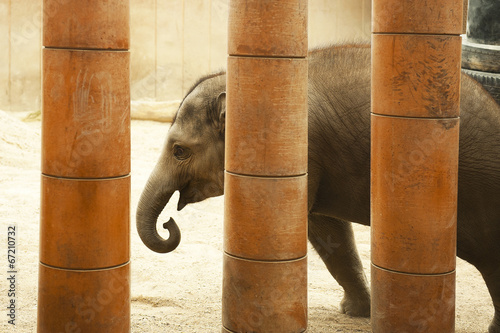 Photography Baby elephant