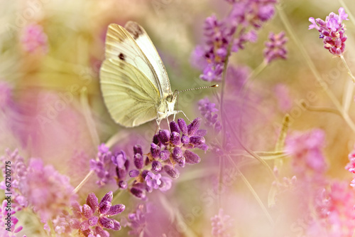 White butterfly on beautiful lavender